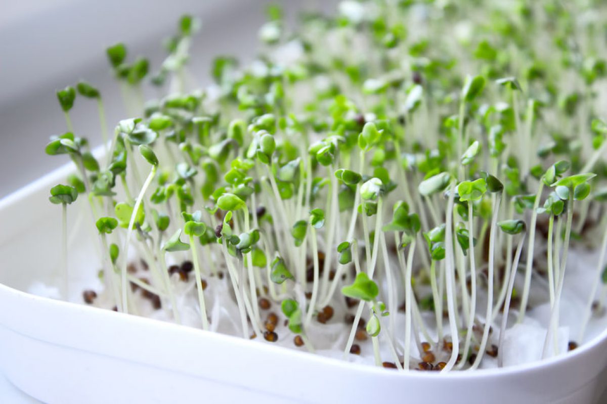 Cress  Eat Smarter USA